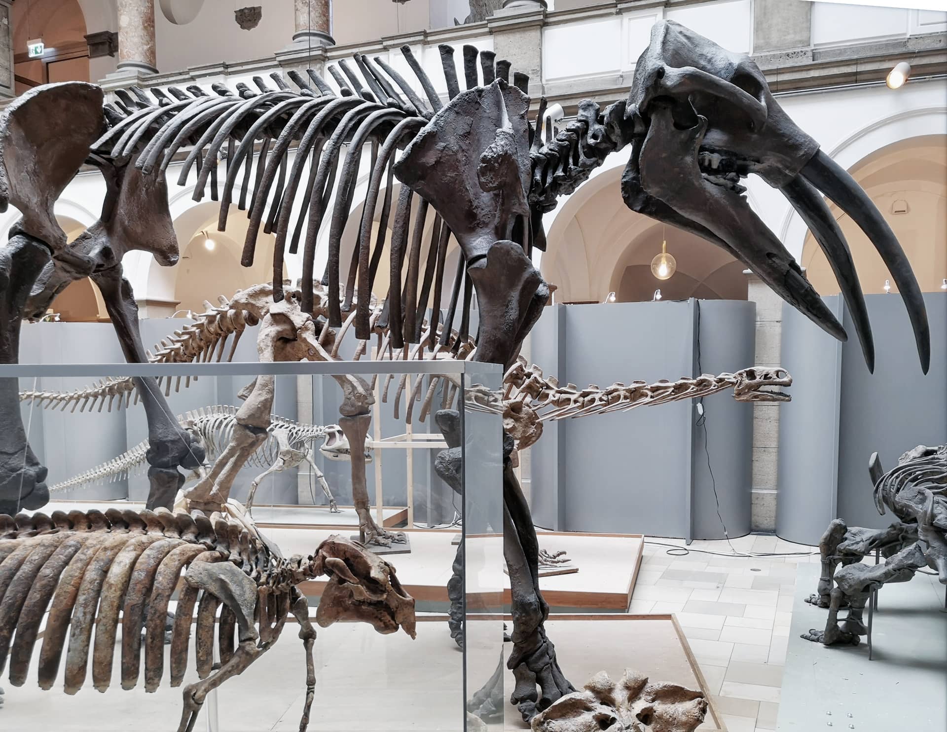 Foto von Dinosaurierskelett in Museum / Hintergrundinformationen zu LEBEN
